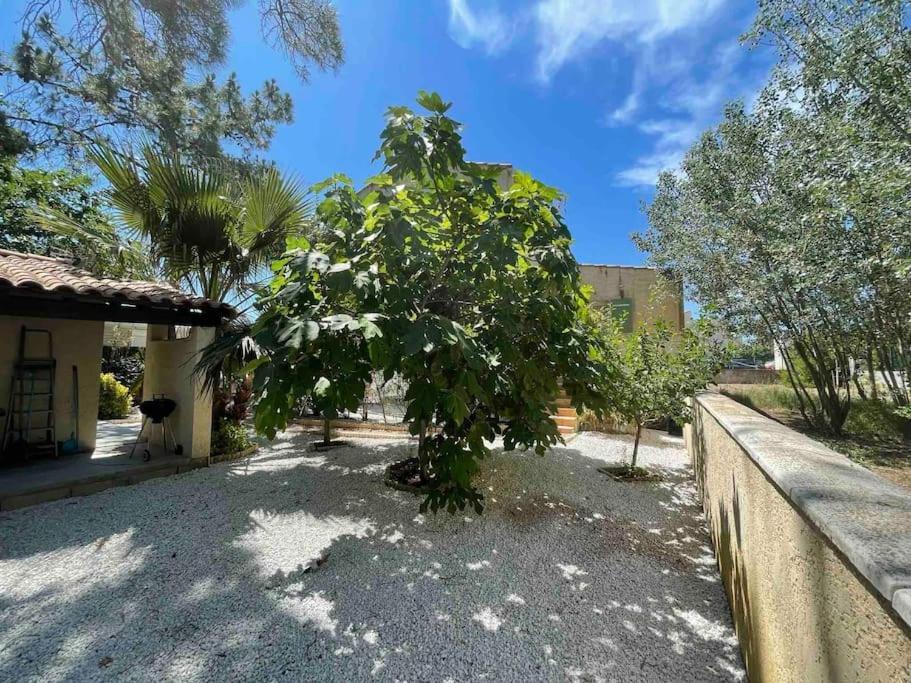 Marseillan Plage Studio Independant מראה חיצוני תמונה